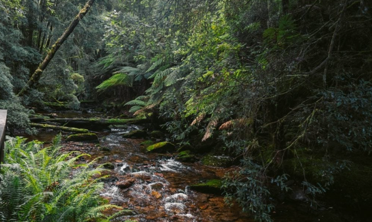 Nelson Falls Walking tracks