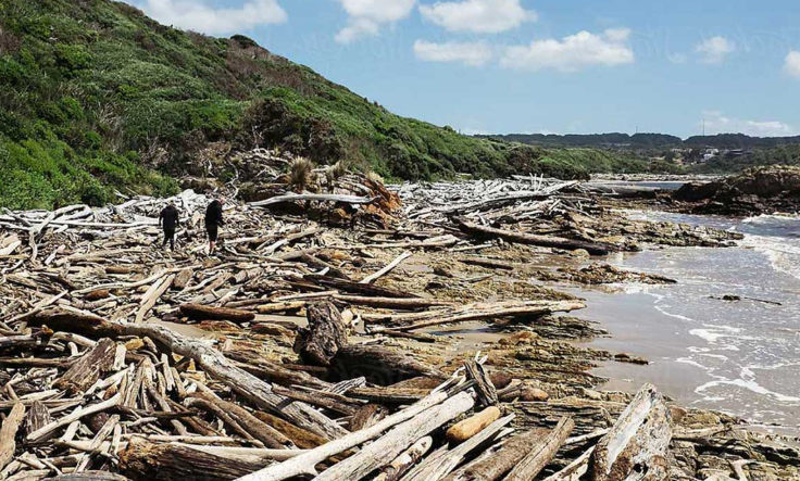 Drift wood on the beaches north Tasmania